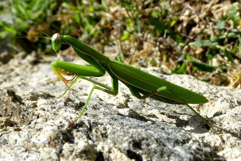 Top 5 Praying Mantis Species Ideal for Pet Enthusiasts