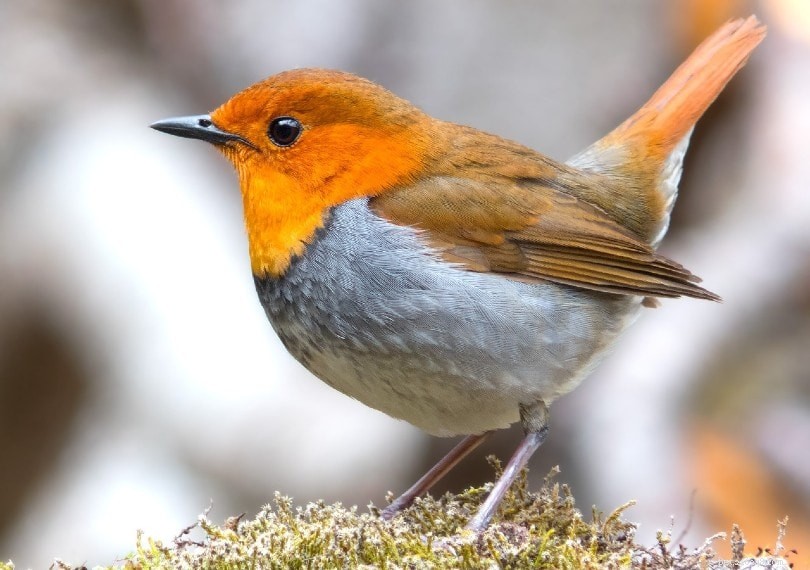 Are Robins Suitable as Pets? Key Considerations for Prospective Owners