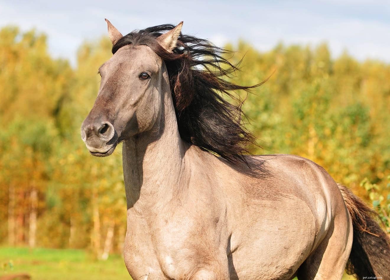 Horse Space Requirements: A 2022 Guide to Ideal Land Area