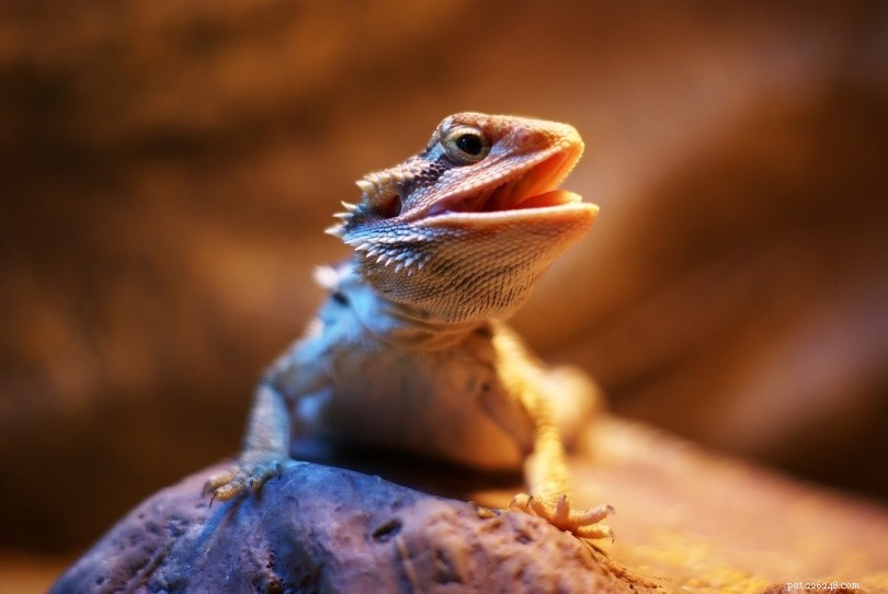 Discover the Fancy Bearded Dragon: Color, Care, and Cost Guide