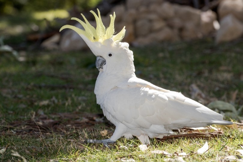 Sulphur‑Crested Cockatoo: A Majestic Australian Parrot for Experienced Owners