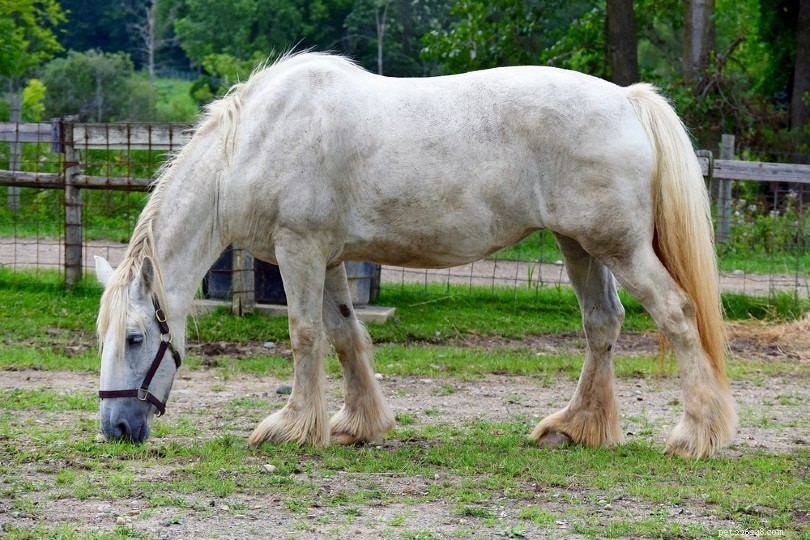 American Cream Draft Horse: Elegant, Easy‑Going Giants for Work and Show