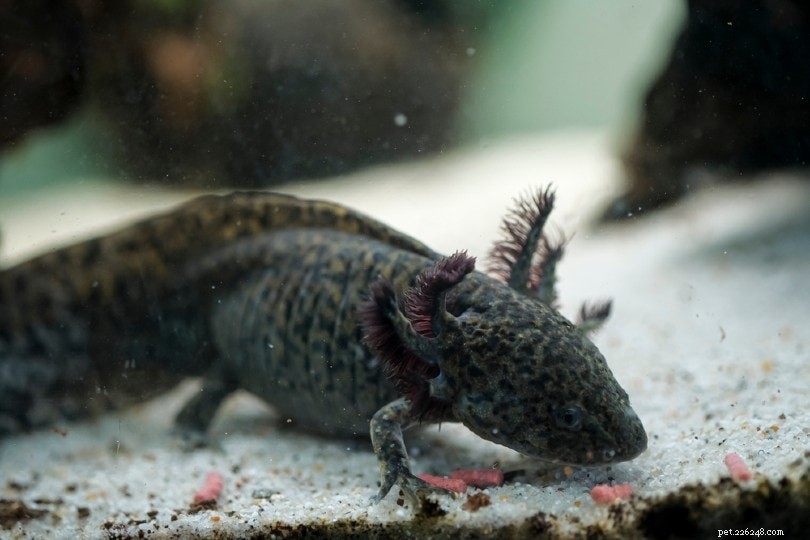 Black Axolotl: A Comprehensive Guide to Care and Appeal