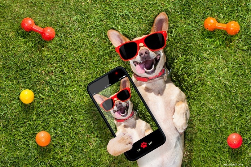 Pet Influencers 101: Build Your Furry Brand and Earn Income