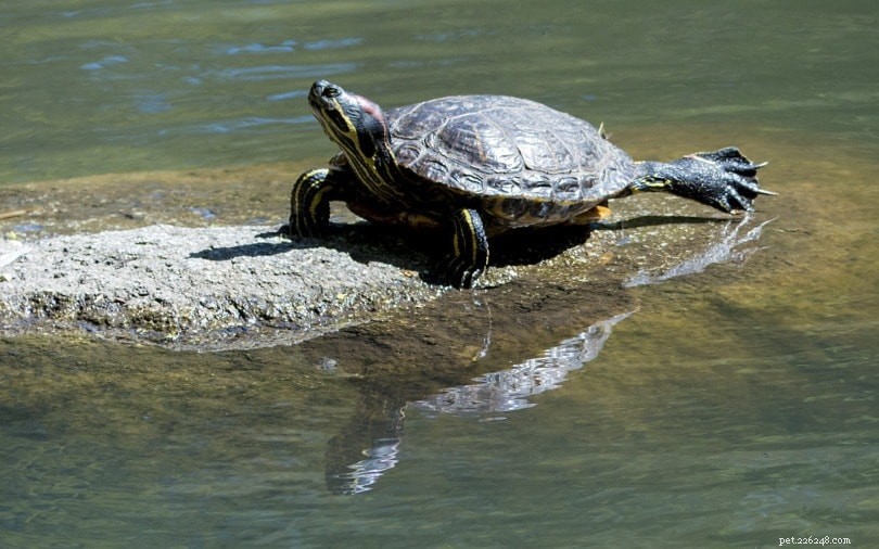 Red-Eared Slider Won t Eat? Common Causes & Quick Fixes