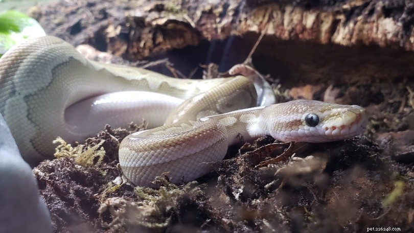 Cinnamon Ball Python: Stunning, Low‑Maintenance Pet Snake