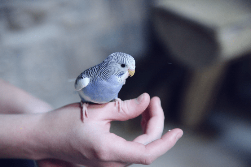 14 Definitive Signs Your Pet Bird Truly Trusts and Loves You