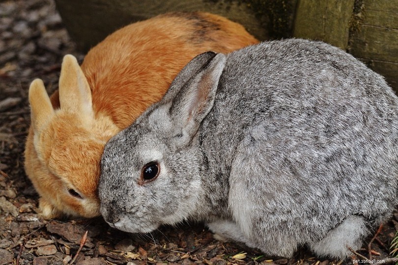 Rabbits  Gestation Explained: How Long They Are Pregnant