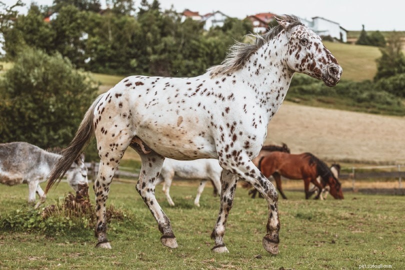 Knabstrupper Horse: Exotic Beauty, Speed & Endurance