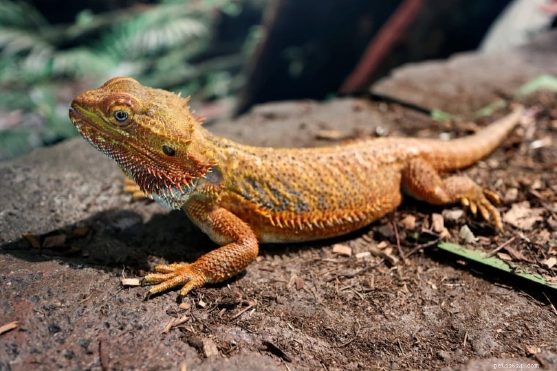 Central Bearded Dragon: Care Guide & Housing Tips