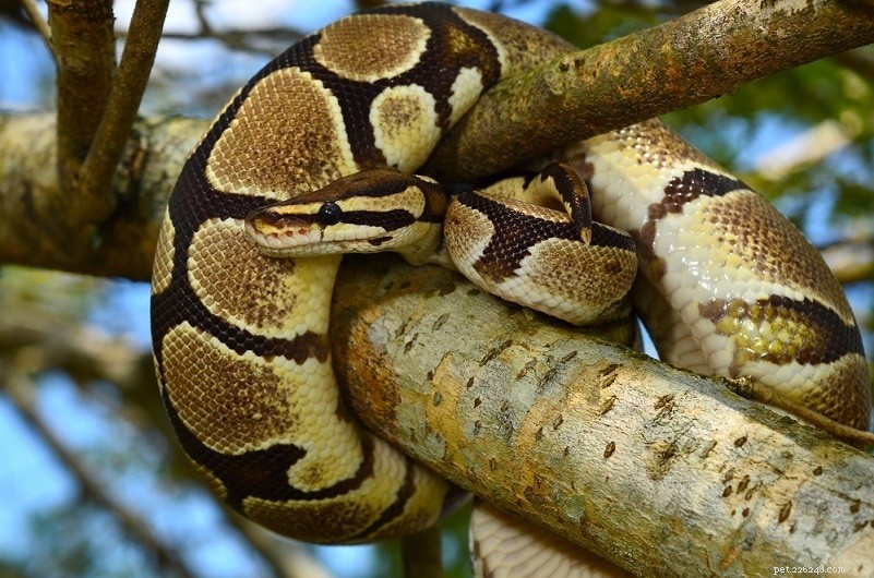 Fire Ball Python Morph: A Complete Guide to the Stunning Colorful Ball Python