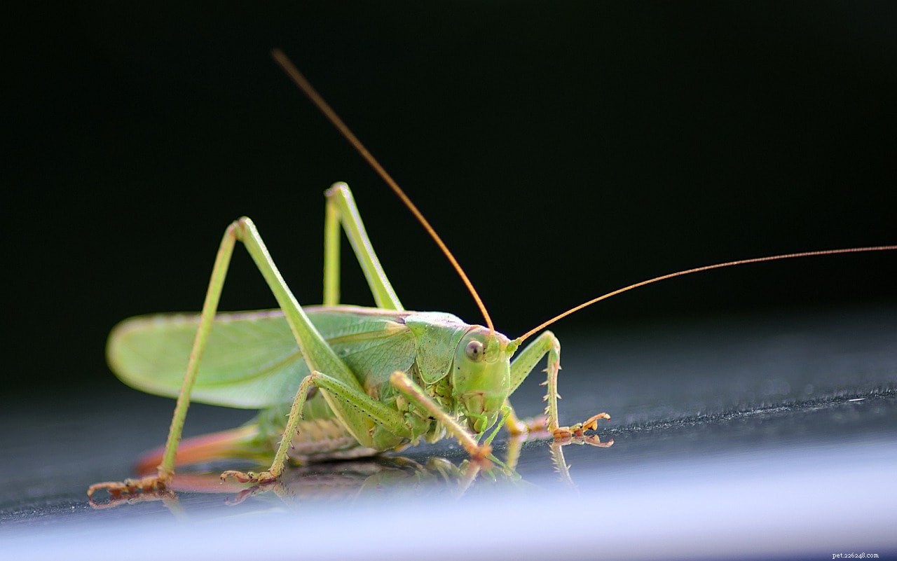 Grasshoppers as Pets: A Practical Guide for Responsible Care