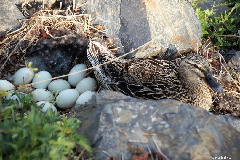 Duck Egg Production: How Often Ducks Lay Eggs & Key Influencing Factors