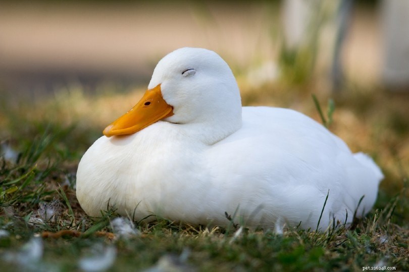 Where Ducks Sleep: Insights into Their Nighttime Roosting Habits