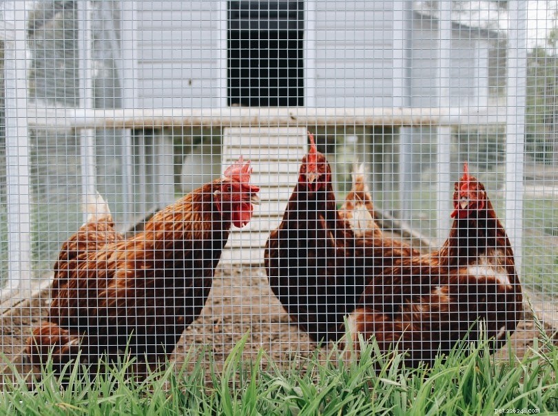 Choosing the Right Wood for Your Chicken Coop: Expert Guide to Pros, Cons, and Durability