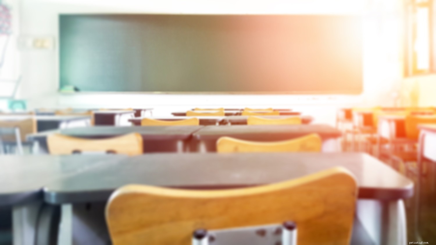 8 Proven Benefits of Classroom Pets—Infographic & Expert Tips