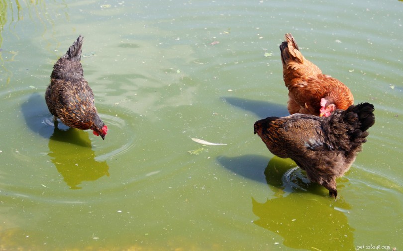 Can Chickens Swim? Expert Insights on Their Water Skills