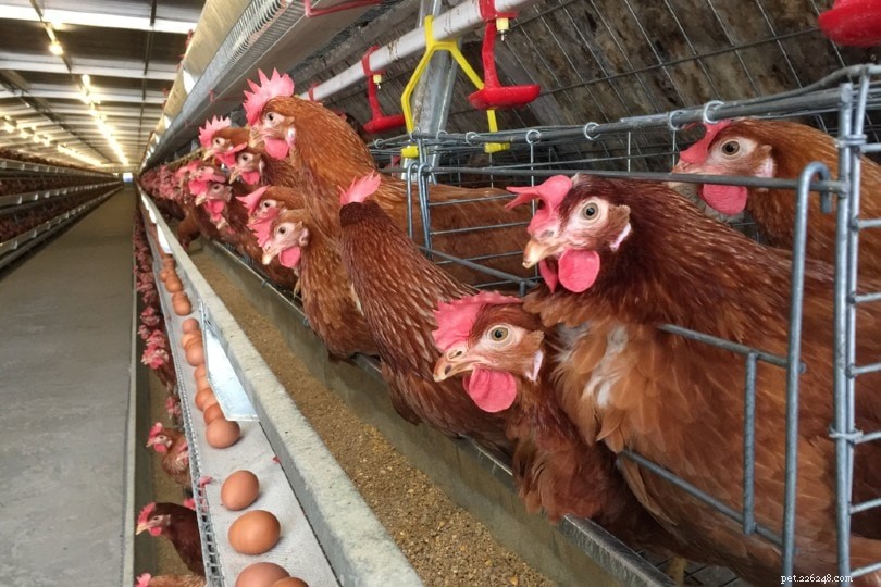 12 Key Reasons Chickens Stop Laying Eggs & How to Restore Production