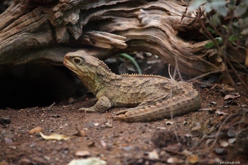 Spotting Joy in Your Bearded Dragon: 10 Key Signs of a Content Reptile