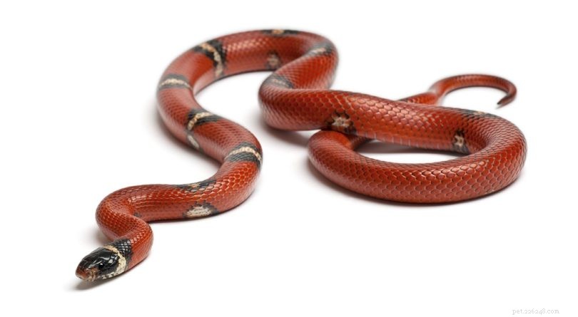 Sinaloan Milk Snake – A Beginner-Friendly, Low-Maintenance Pet