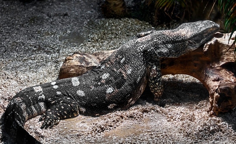 Black-Throat Monitor Lizard: Care, Size, and Temperament Guide