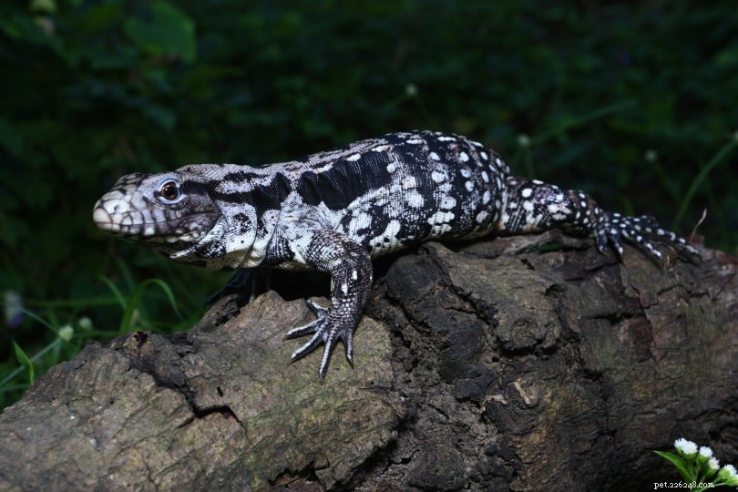 Argentine Black and White Tegu: The Large, Exotic Reptile for Experienced Owners