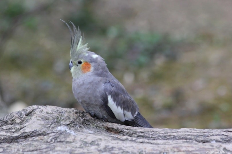 Essential Guide to Caring for Baby Cockatiels: Tips & Best Practices
