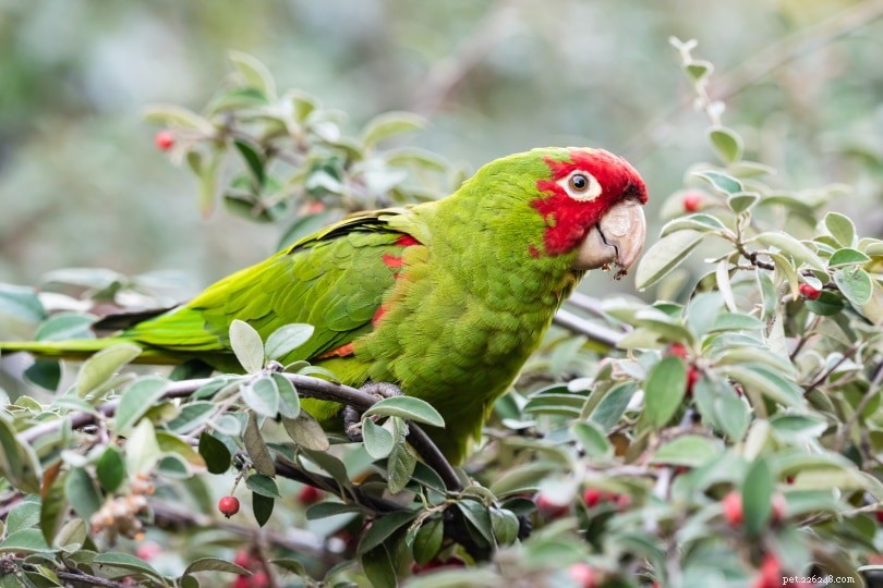 Conure Costs 2022: Prices, Care, and Lifespan Guide
