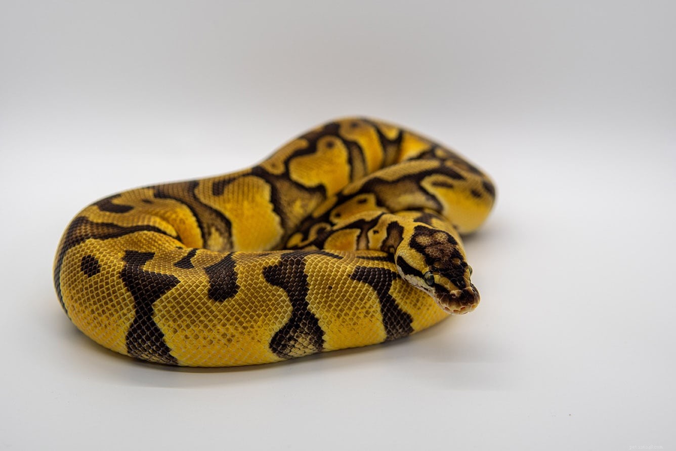 Clown Ball Python Morph – The Ideal Beginner Snake