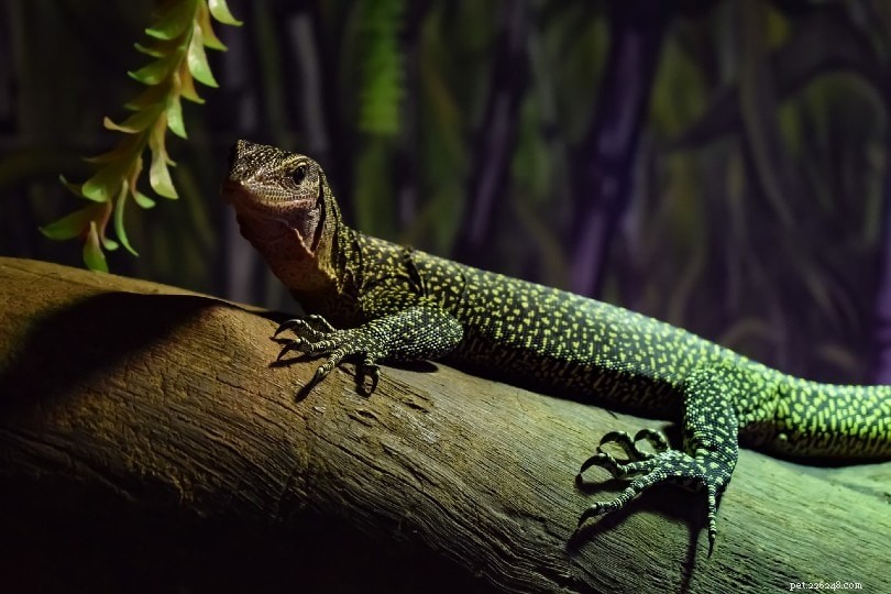Peach‑Throat Monitor Lizard: A Stunning, Exotic Reptile for Experienced Keepers