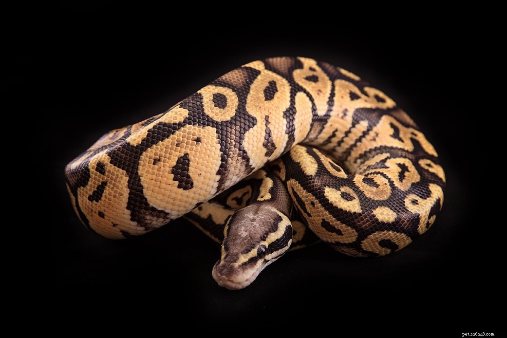 Vanilla Ball Python Morph: Pale Yellow, Beginner-Friendly Reptile with Vibrant Genetics