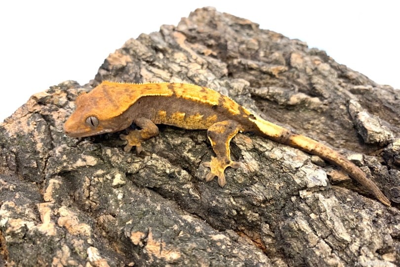 Pinstripe Crested Gecko: A Low‑Maintenance, Adorable Companion