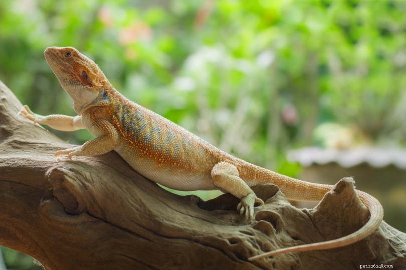 Leatherback Bearded Dragon: Unique Smooth-Mouthed Pet with Low-Maintenance Care