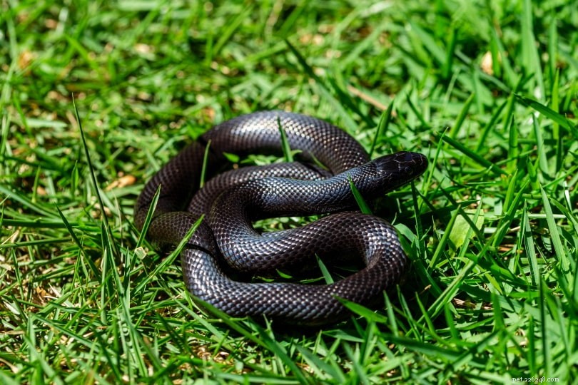 Mexican Black Kingsnake: A Safe, Beginner-Friendly Pet Snake