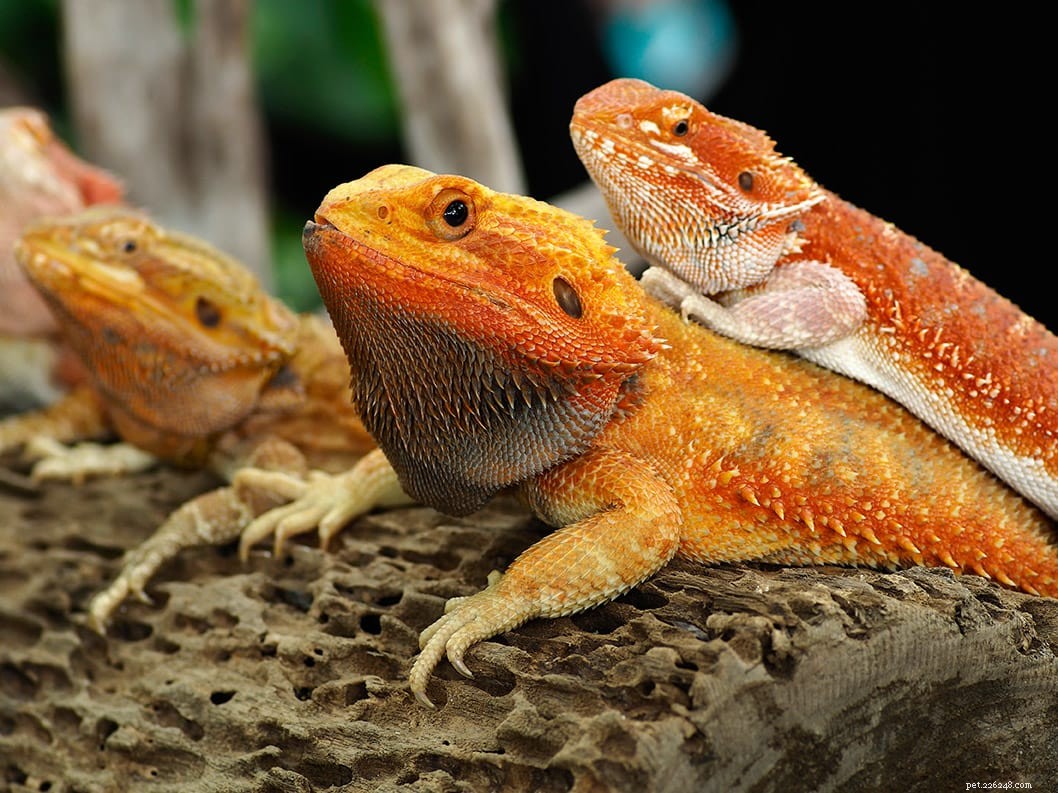 The Vibrant Red Bearded Dragon – A Beginner-Friendly Pet Choice