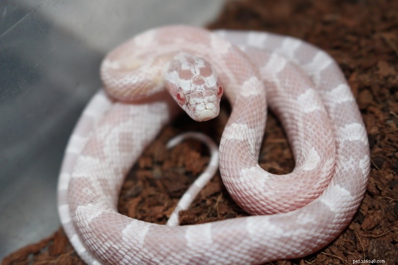 Snow Corn Snake: The Elegant Albino Corn Snake Pet