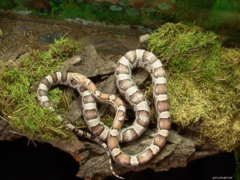 Ghost Corn Snake – A Rare, Low-Maintenance Pet Reptile