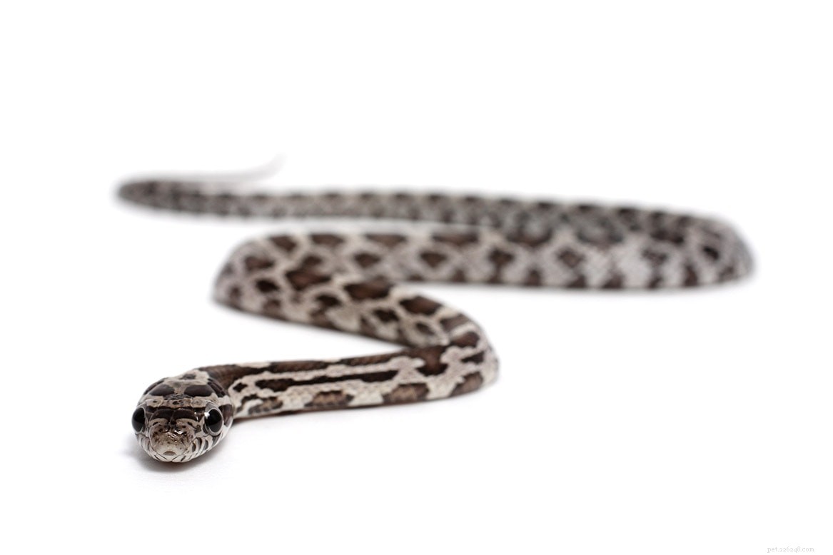 Black Corn Snake: A Stunning and Easy‑Care Pet for Beginners