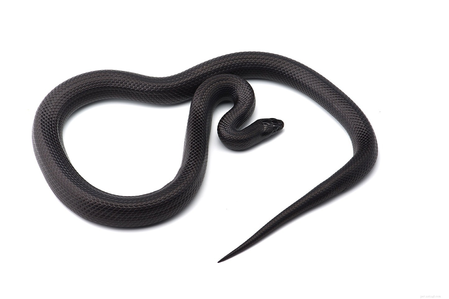 Black Milk Snake: A Beginner-Friendly Guide to This Popular Pet Snake