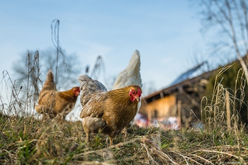 Do Chickens Urinate? Understanding Avian Excretion Explained