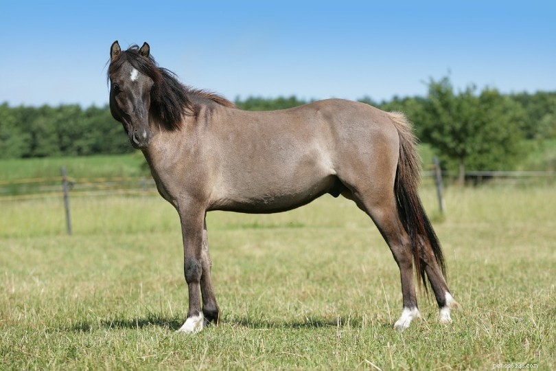 Determine Your Horse’s Age: A Proven Guide with Visuals