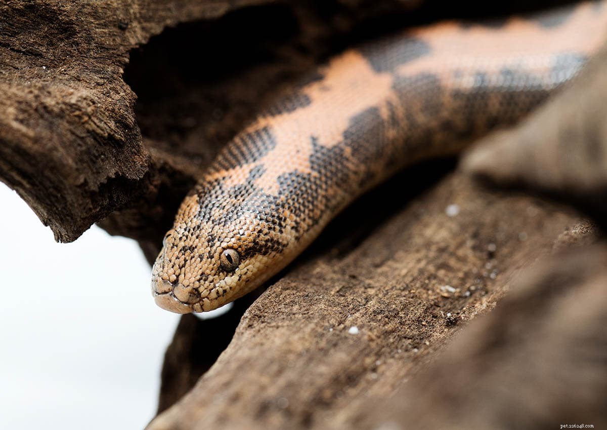 Explore 15 Stunning Kenyan Sand Boa Morphs & Color Variations