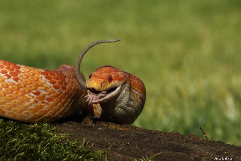 Corn Snake Feeding Guide: Optimal Schedule, Tips & Diet
