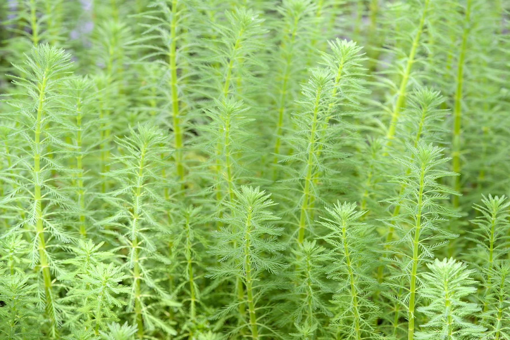 Ultimate Green Foxtail Care: Planting, Growing & Maintaining in Aquariums