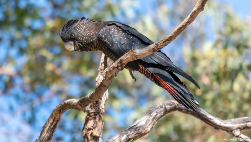 Caring for the Rare Red‑Tailed Black Cockatoo: A Comprehensive Guide