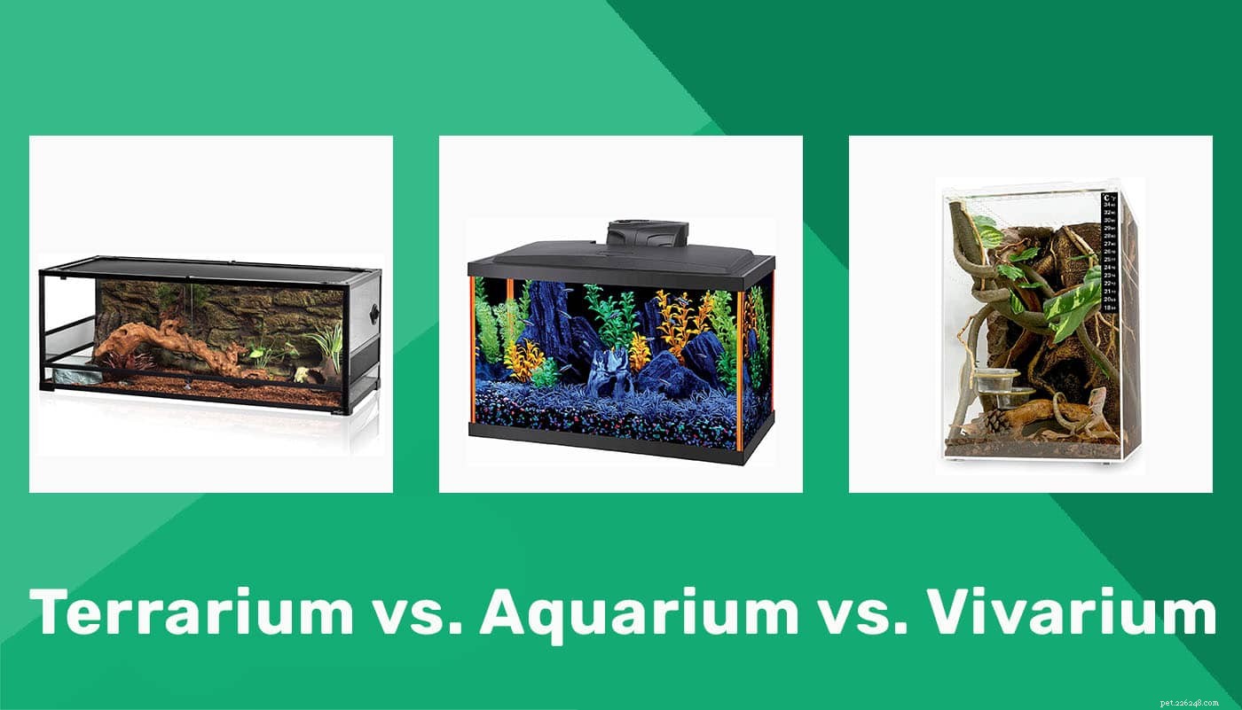 Terrarium vs. Aquarium vs. Vivarium: A Clear Guide to Their Differences