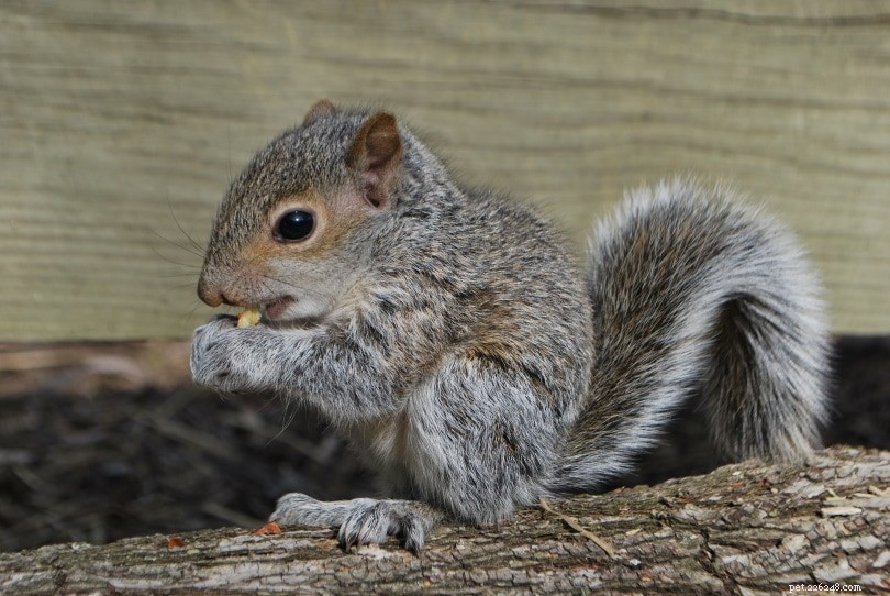 Accurately Determining a Baby Squirrel’s Age: A Practical Guide with Illustrations