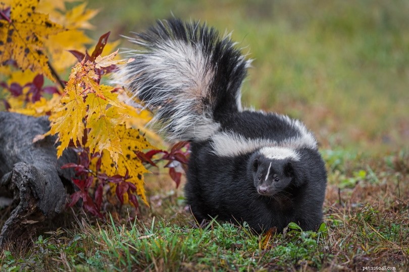 Skunk Ownership: Is It Right for Your Home?