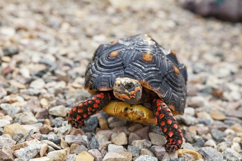 Red-Footed Tortoise Care Guide: Tips for Beginners & Owners