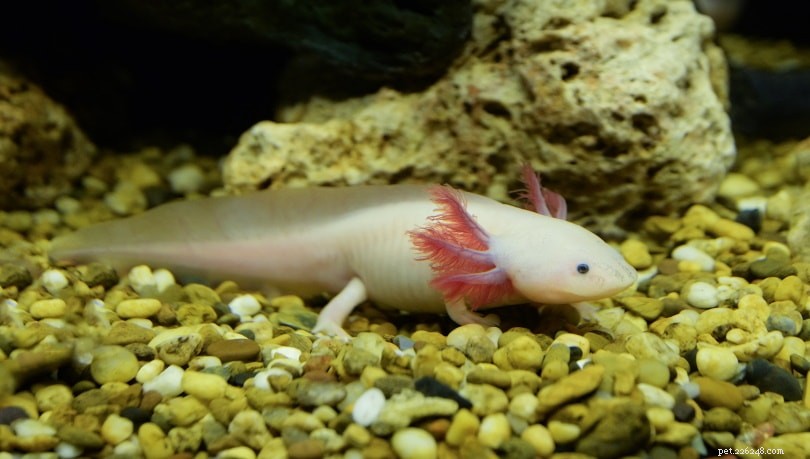 Albino Axolotl: Care, Cost & Health Guide for Aquariums
